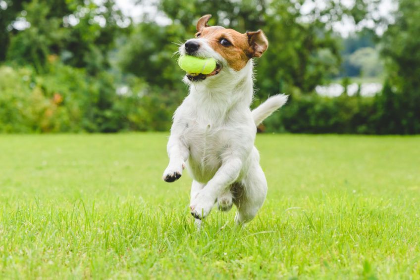 Jack russell terrier biegnie i skacze trzymając piłkę w zębach