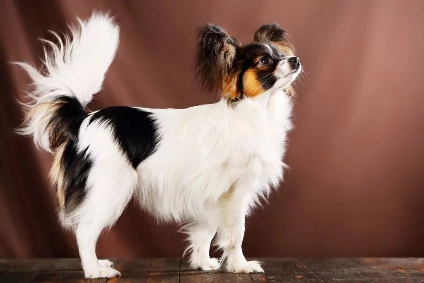 Papillon w studiu fotograficznym