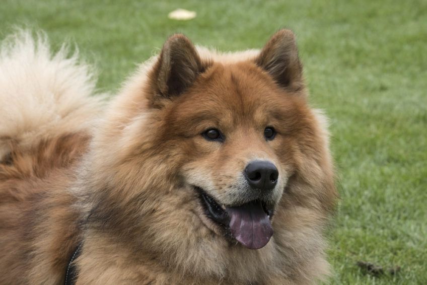 Eurasier z językiem na tle trawy