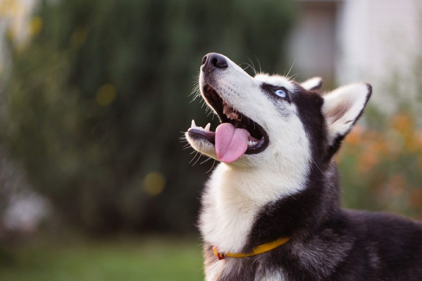 siberian husky