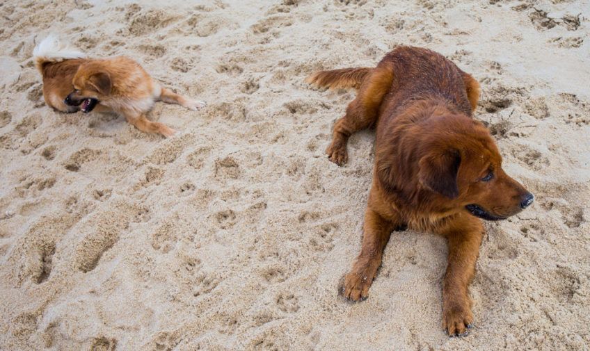 Dwa psy leżą na plaży i patrzą w przeciwną stronę