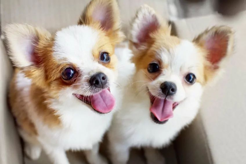 Chihuahua w kartonie