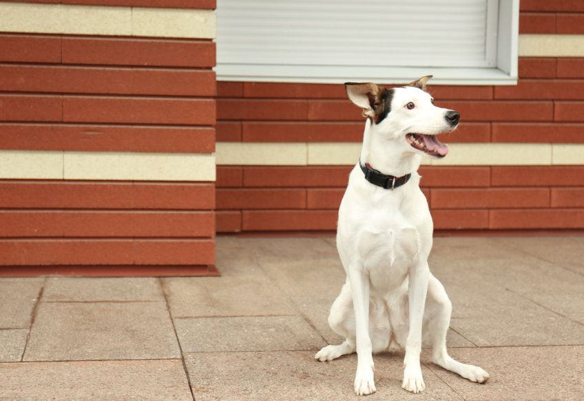 Ratonero bodeguero andaluz