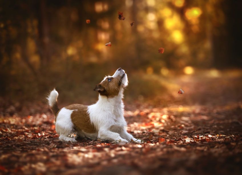 Jack russell terrier jesienią w parku