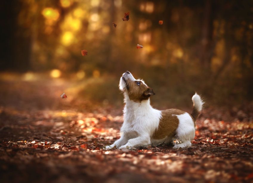 Jack russell terrier