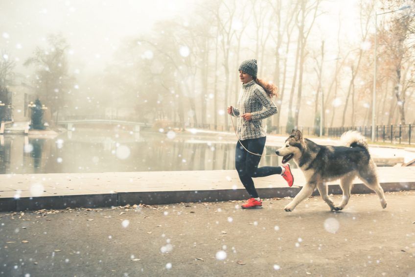 Malamute biegnie z właścicielką