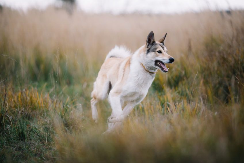 Laika zachodniosyberyjska biegnie po trawie