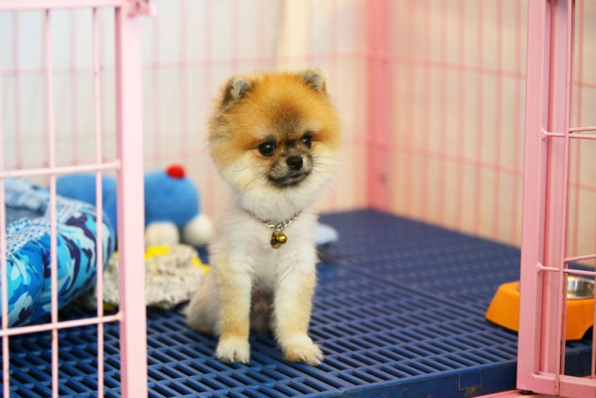 Pomeranian w psim hotelu
