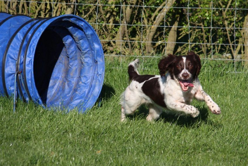 Pies w tunelu agility