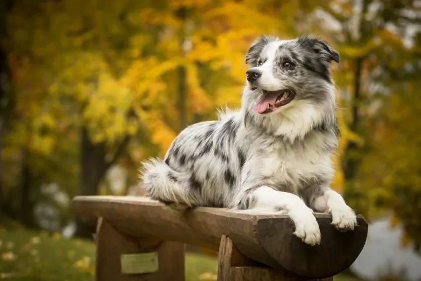 Border collie leży na drewnianej ławeczce