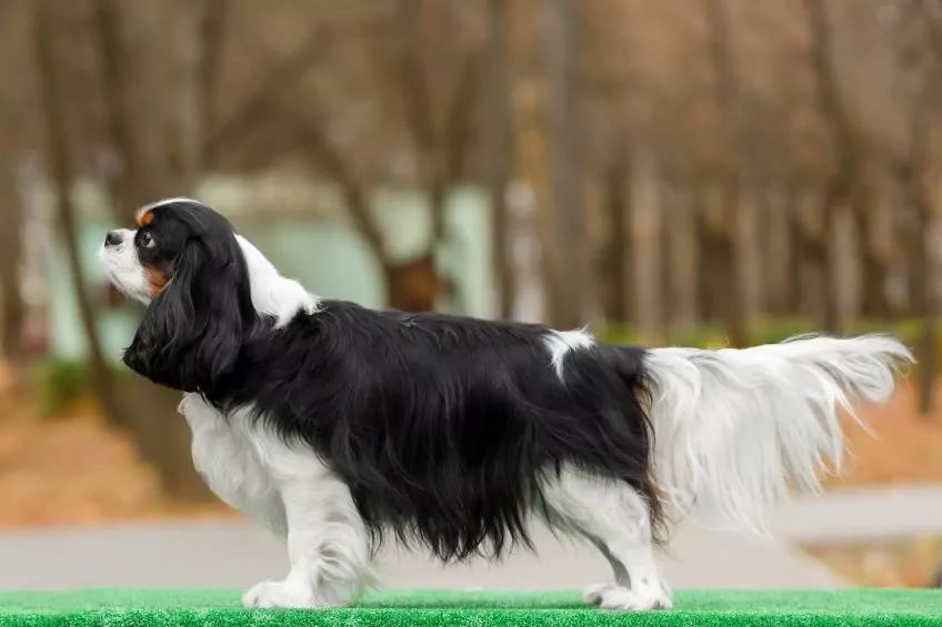 Cavalier stoi w wystawowej pozie