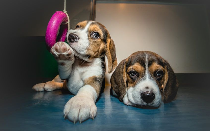 Dwa małe Beagle pozują do zdjęcia