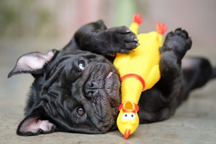 Szczeniak mopsa z zabawką