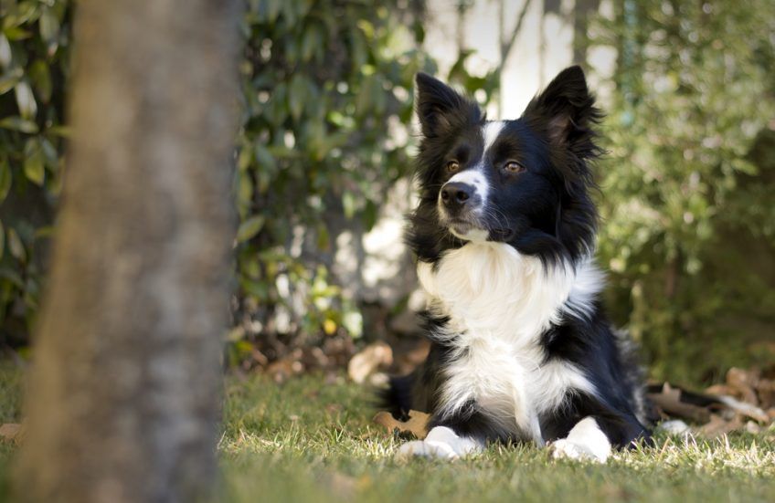 Leżący border collie