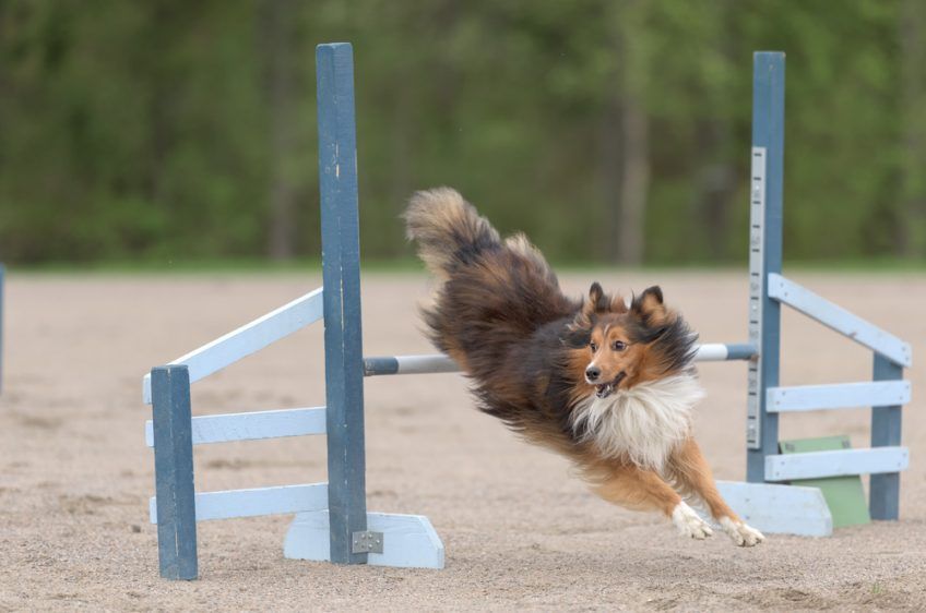 Szetli owczarek szetlandzki na agility