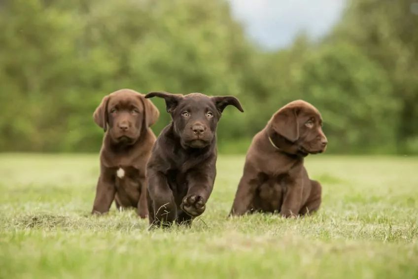 labrador retriever szczeniak