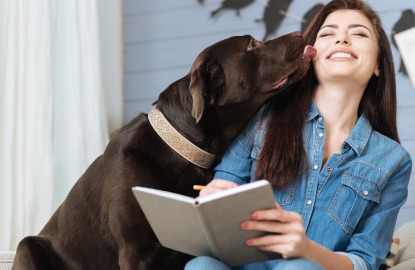 Labrador liże kobietę po twarzy