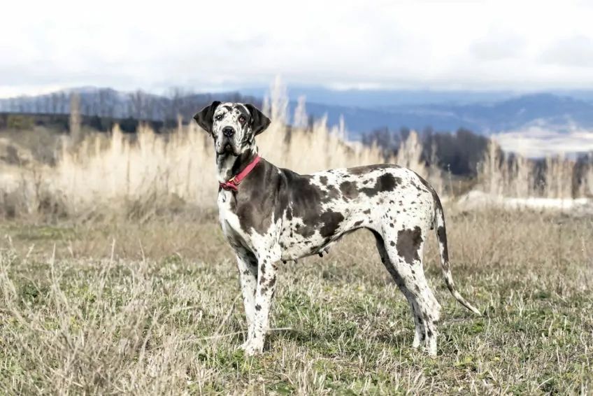 Dog niemiecki pozuje do zdjęcia