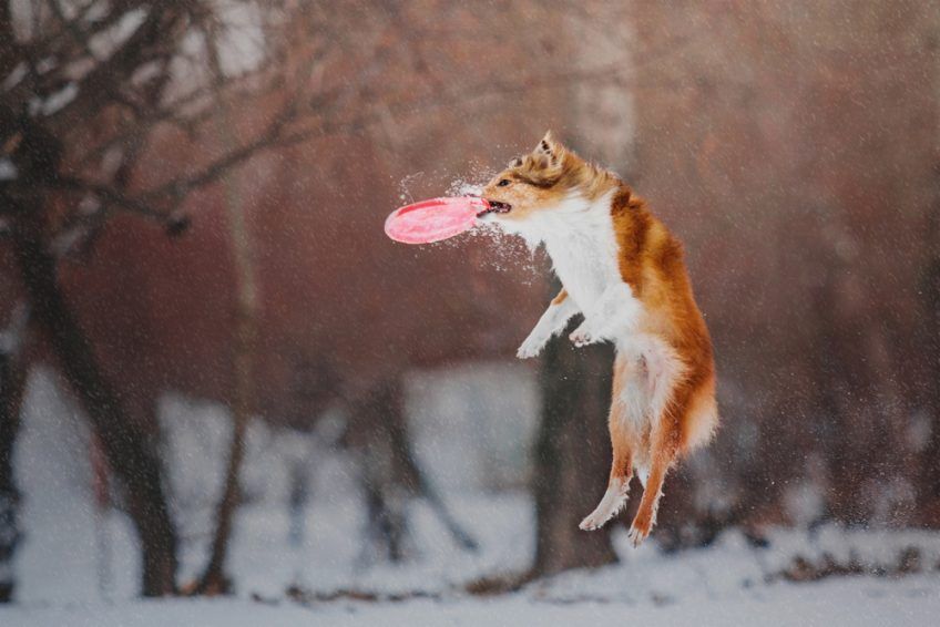 Sheltie łapie frisbee