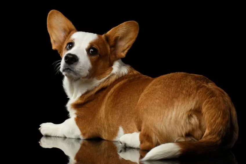 Rudo-biały cardigan