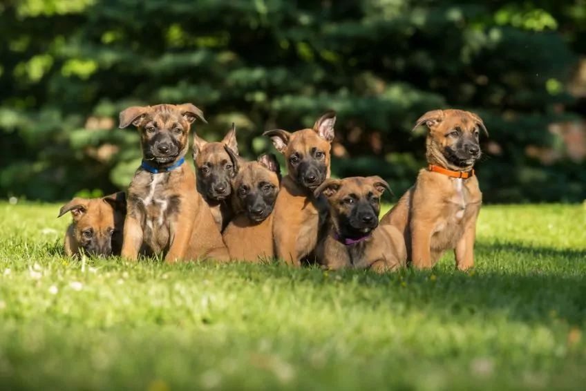 Szczeniaki rasy owczarek belgijski malinois
