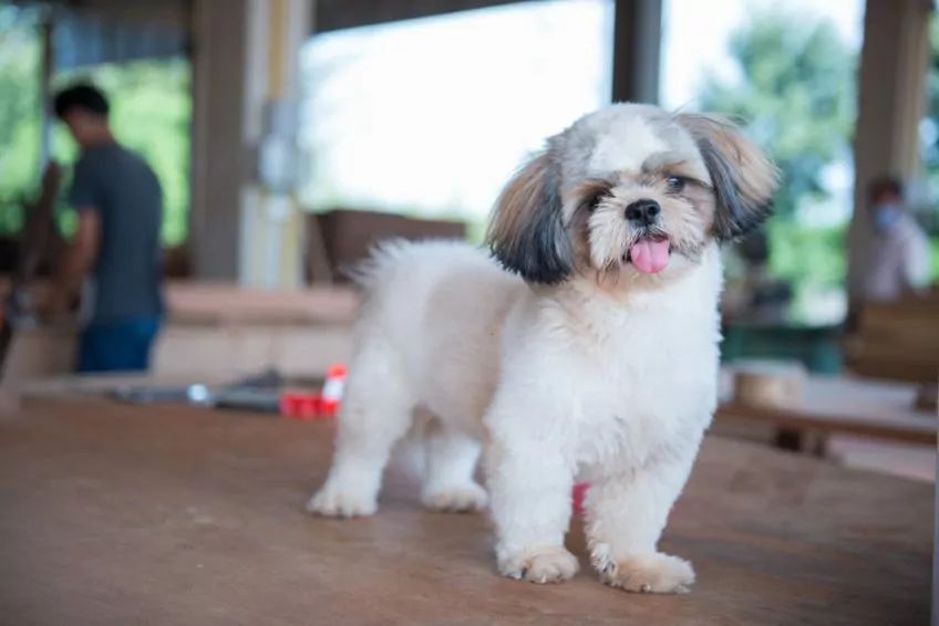 Krótko obcięty shih tzu