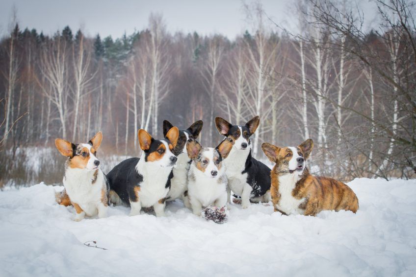 Grupa cardiganów na śniegu