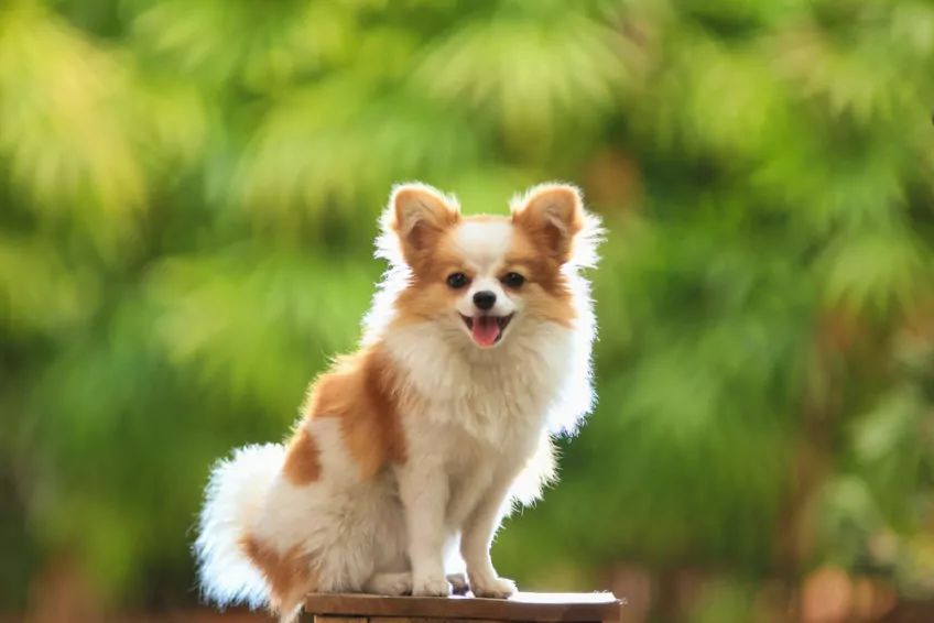 Chihuahua pozuje do zdjęcia na zielonym tle