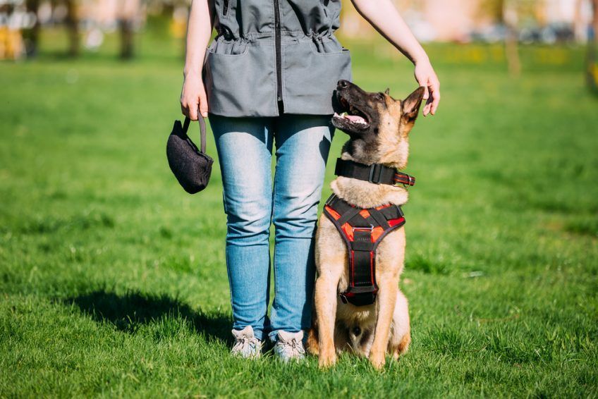 Malinois siedzi przy nodze właściciela