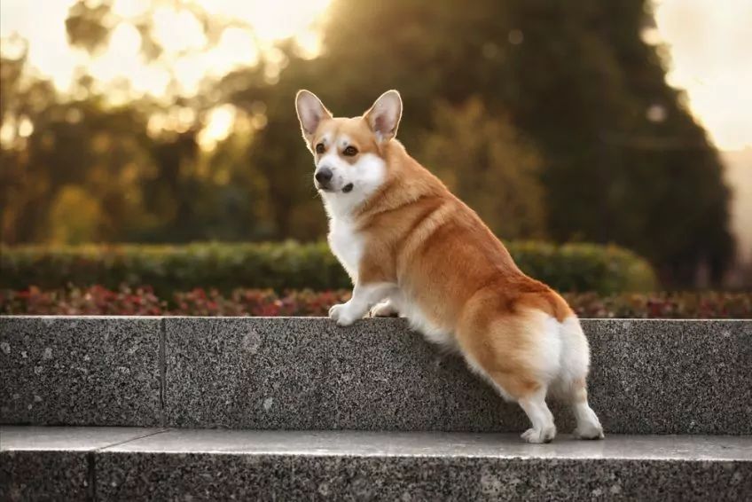 Welsh corgi pembroke