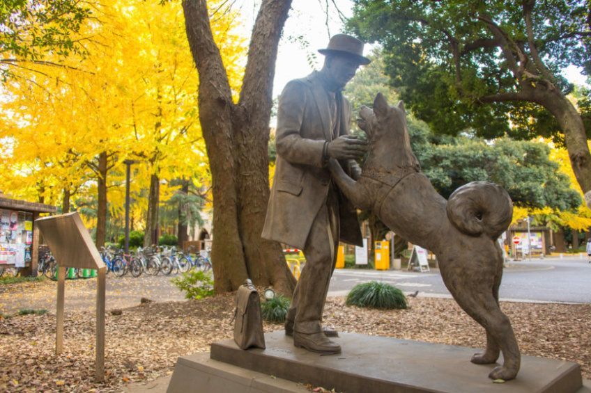 pomnik psa Hachiko