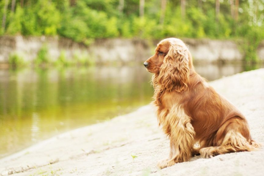 Ccker spaniel siedzi nad wodą