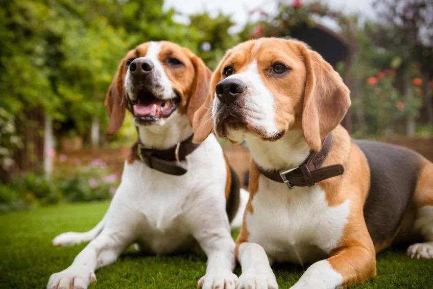 Beagle