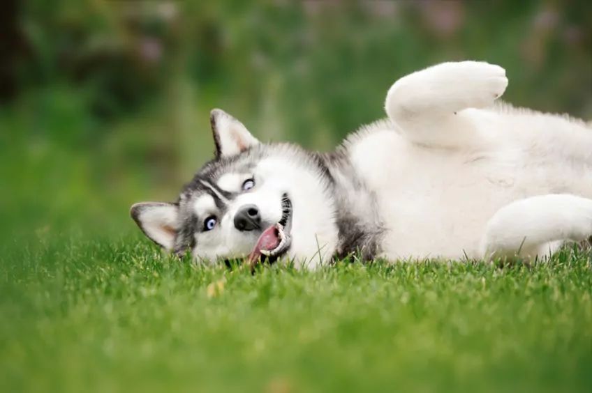 Husky leży na trawie