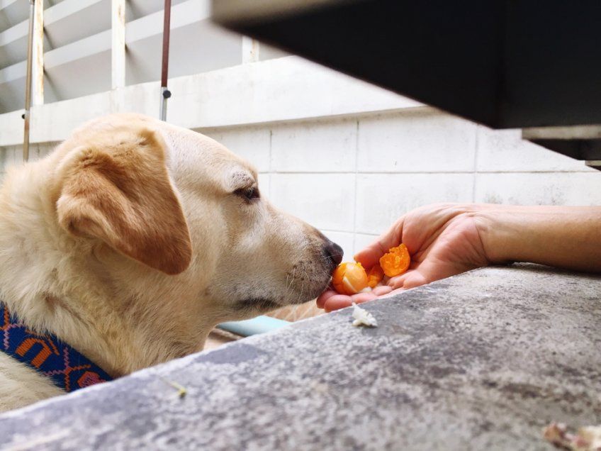 labrador je jajko