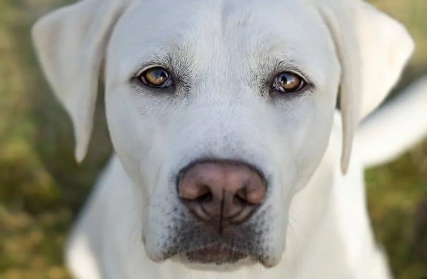 labradr patrzy w obiektyw