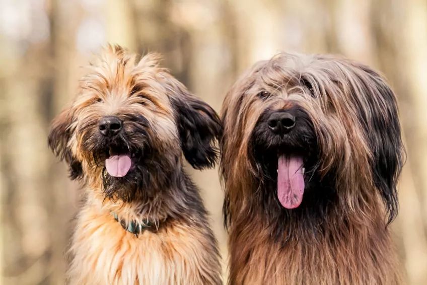 Dwa psy rasy Owczarek francuski briard