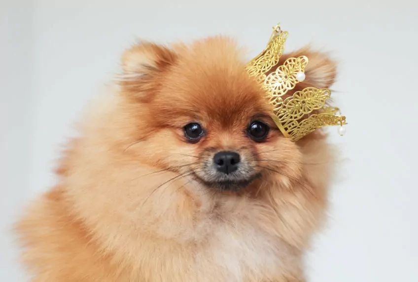 pomeranian w koronie