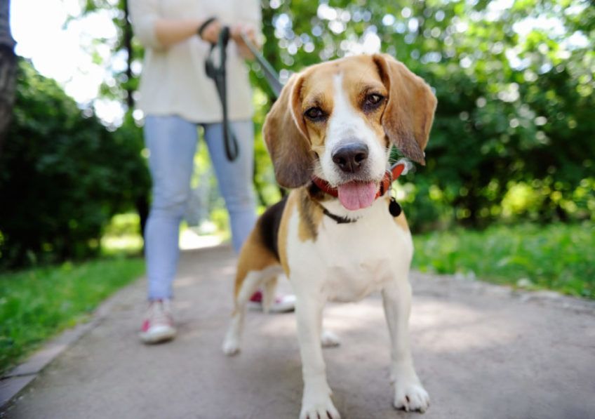 beagle na smyczy