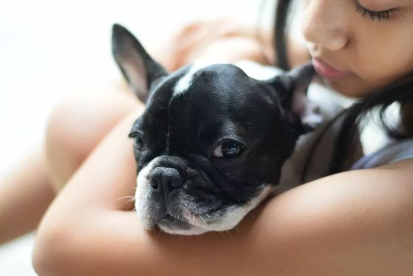 bulldog francuski i dziecko