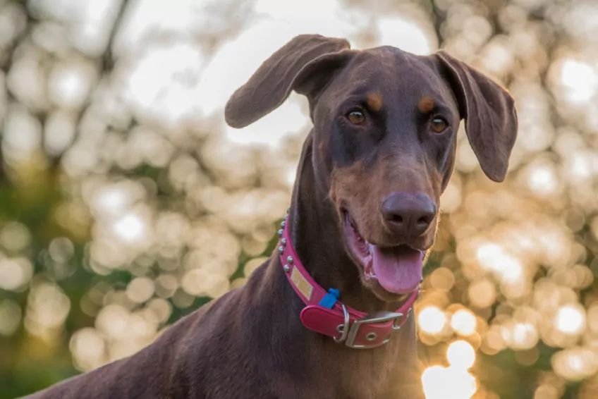 Doberman z kolorową obrożą patrzy w obiektyw