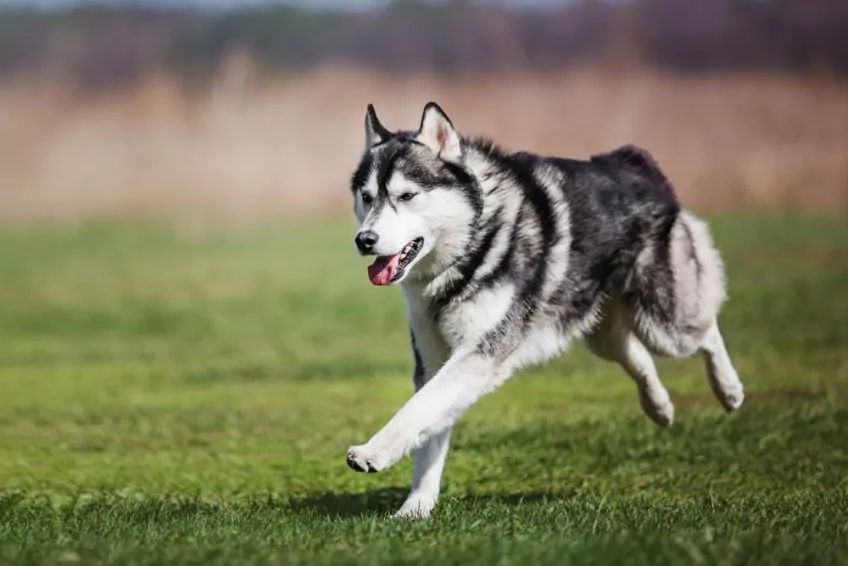 husky biegnie