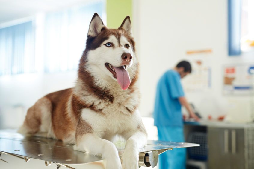 Husky u weterynarza