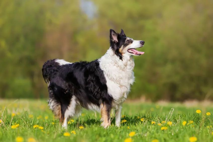 Border Collie pozuje do zdjęcia rasy psów