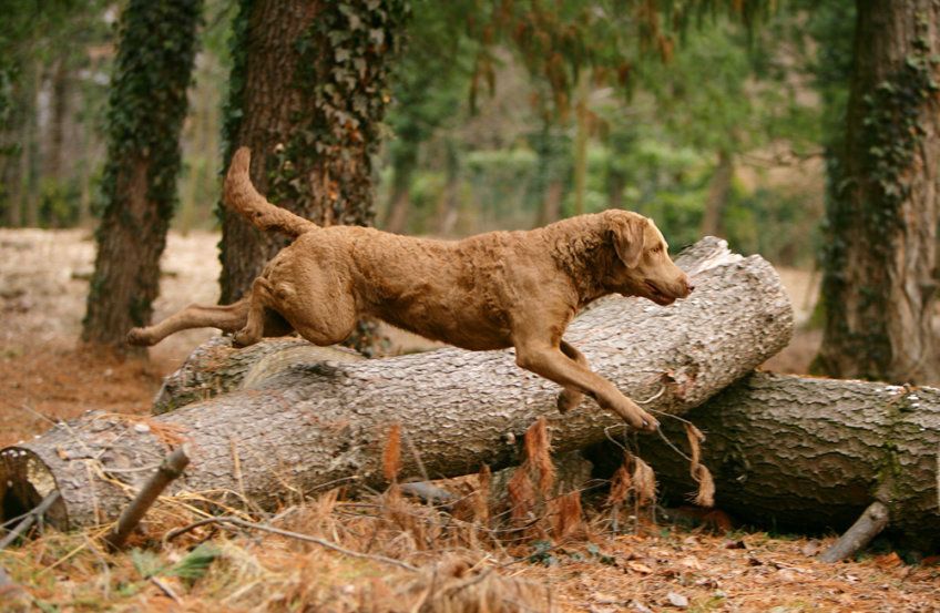 chesapeake bay retriever