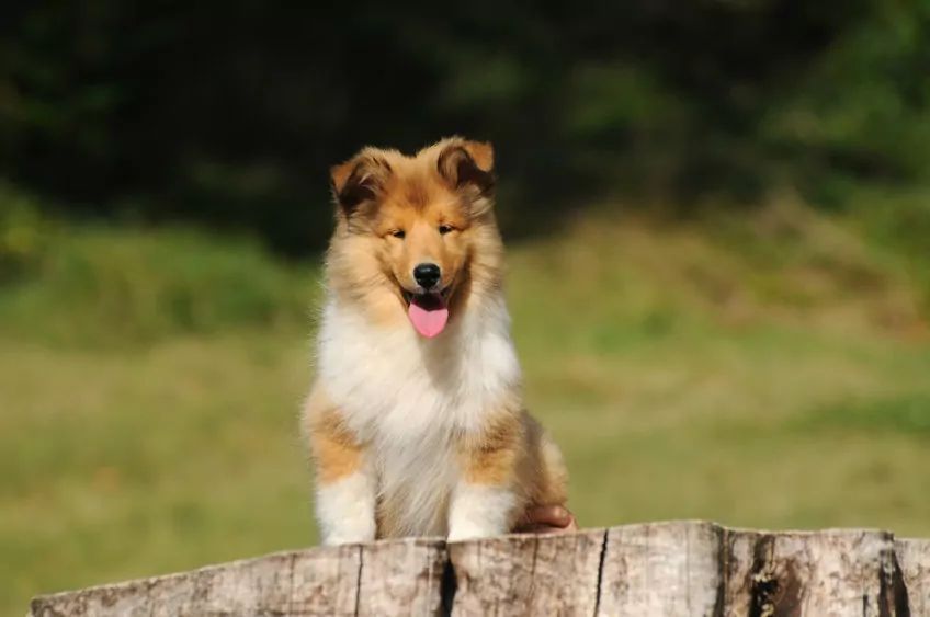 szczeniak collie