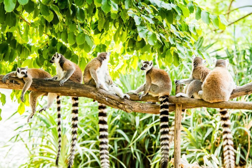 Lemur