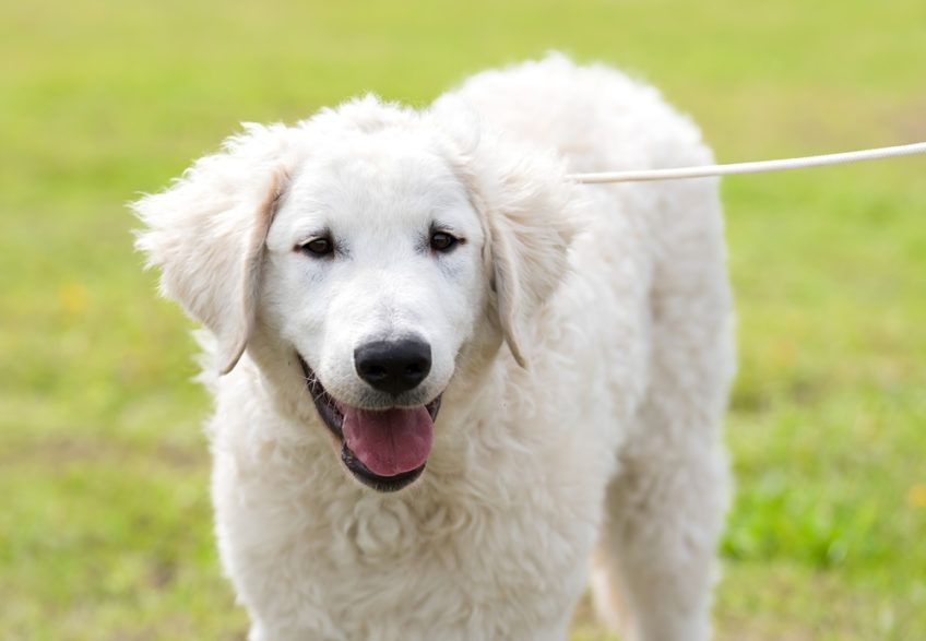 Kuvasz na trawie