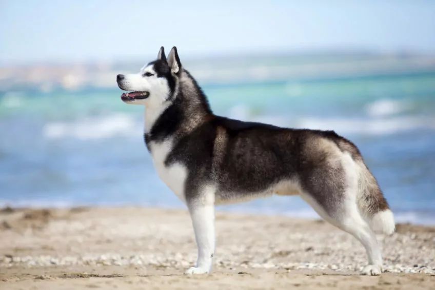 Husky