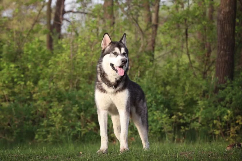 Siberian Husky pozuje do zdjęcia w lesie rasy psów